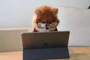 cookie-the-pom-gySMaocSdqs-unsplash Search for Scholarships