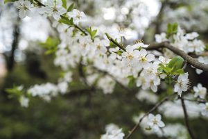 may